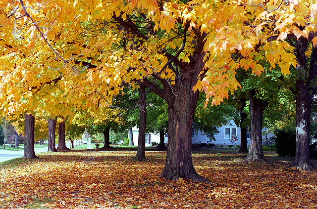 Fall Tree 1993