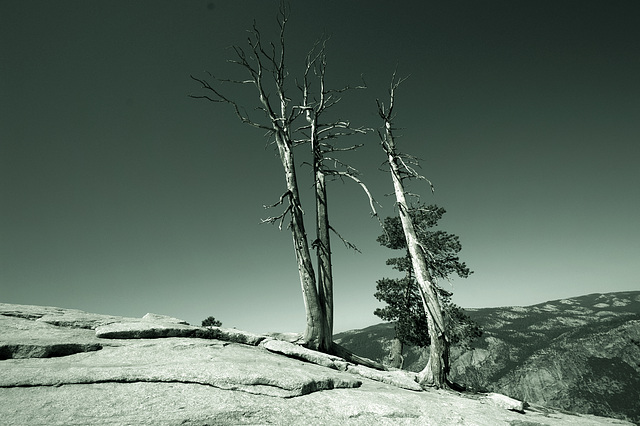 mystic trees