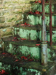 Old steps & leaves.