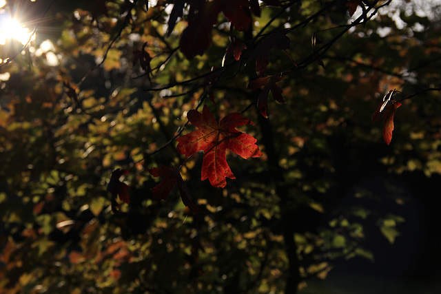 ... und hier das Blatt im Licht der Sonne