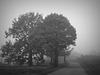 Langa cebana nella nebbia