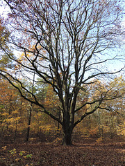 Eiche in der Zossener Heide