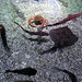 Sealife (64)