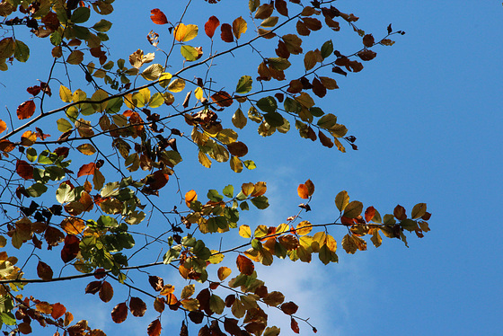 Keine Blätter im Herbst