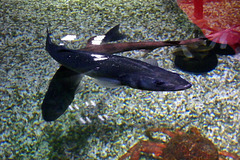 Sealife (65)