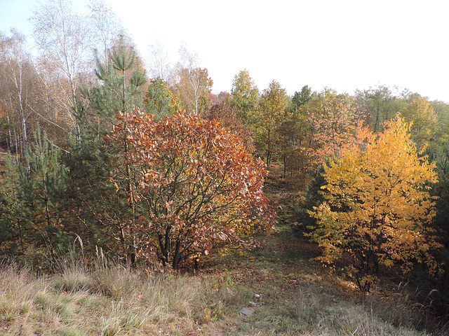 Ausblick in die Zossener Heide