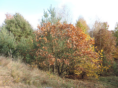 Mischwald - Zossener Heide