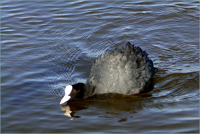 The black Coot...