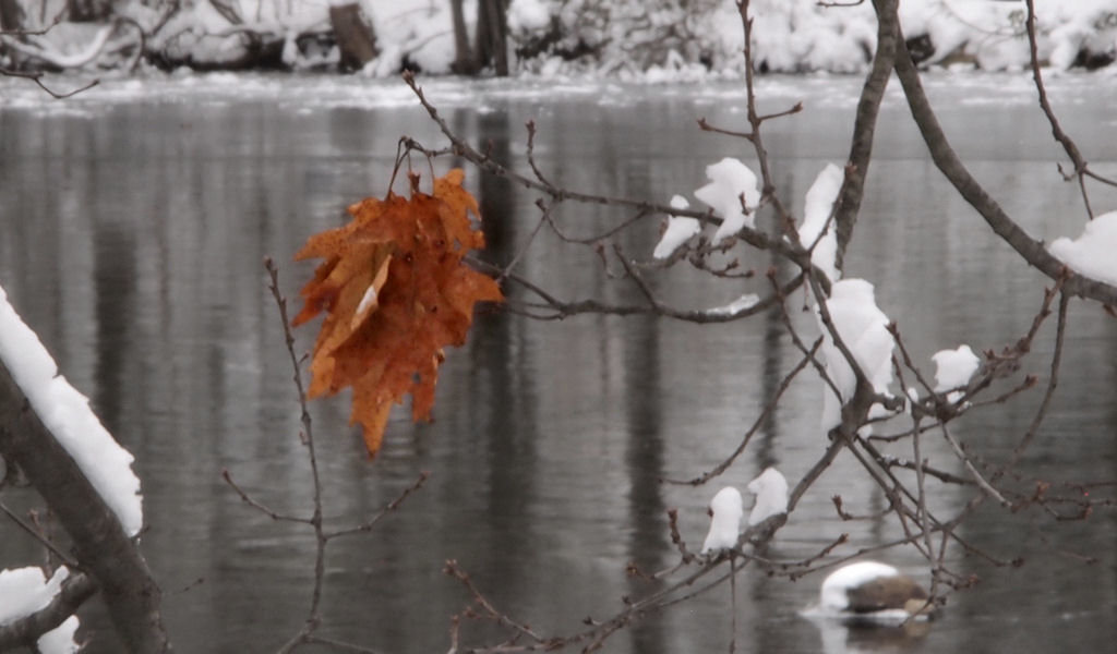 The Last Leaf