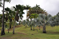 RHUMERIE CLEMENT 1