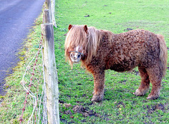 Miniature pony (1 of 2).