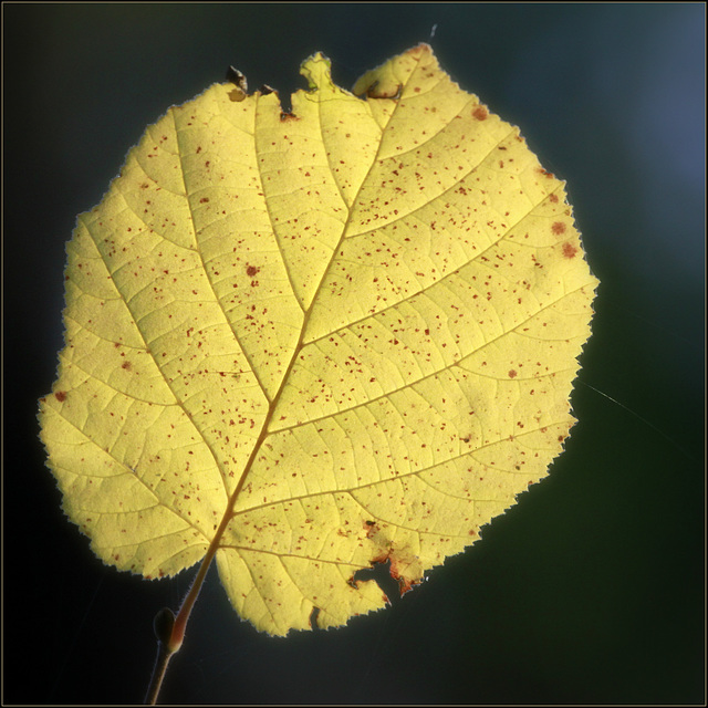 La feuille