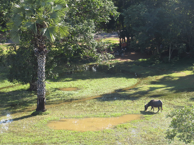 Pre Rup : buffle d'eau.