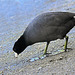 American Coot