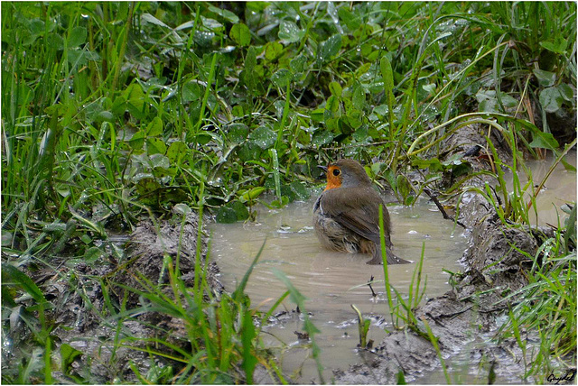 Le Bain de Boue du Rouge-Gorge !