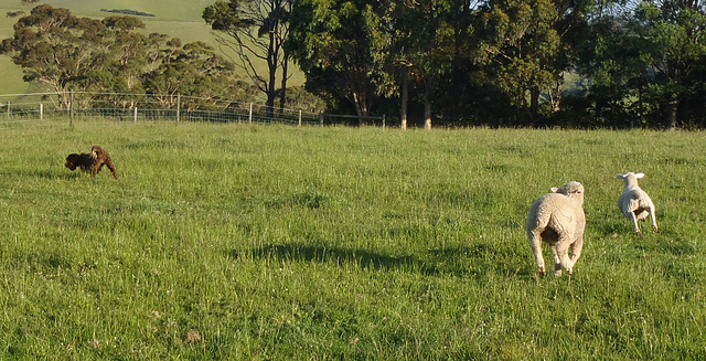 lambs at 4 months old