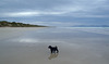 Elvis' first day at the beach