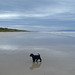 Elvis' first day at the beach