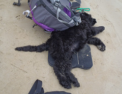 Elvis' first day at the beach