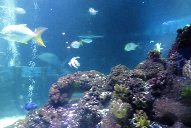 Sealife (75)