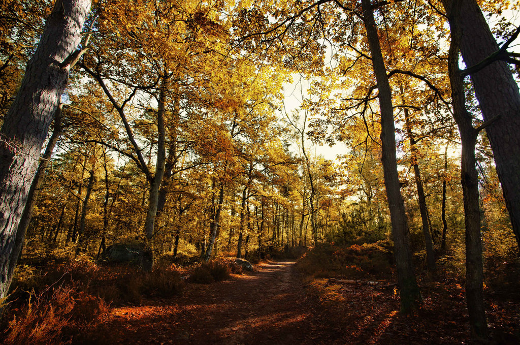 Forêt de Fontainebleau