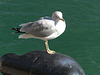 A Gull at Harbourfront (1) - 23 October 2014