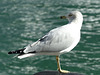 A Gull at Harbourfront (3) - 23 October 2014
