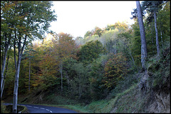 Forêt de ravin en automne