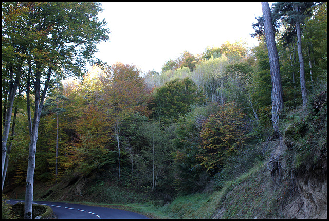 Forêt de ravin en automne