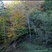 Forêt de ravin en automne