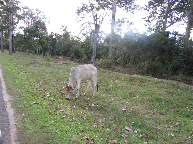 Vache cambodgienne