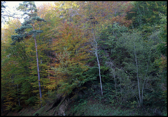 Forêt de ravin en automne