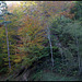 Forêt de ravin en automne