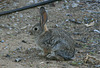 Cottontail Rabbit