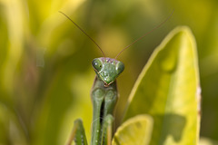 Animali-08