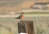 American robin