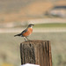 American robin