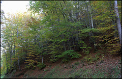 Forêt de ravin en automne