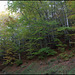 Forêt de ravin en automne