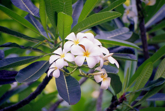 Bali.  Klungkung, Frangipani. ©UdoSm