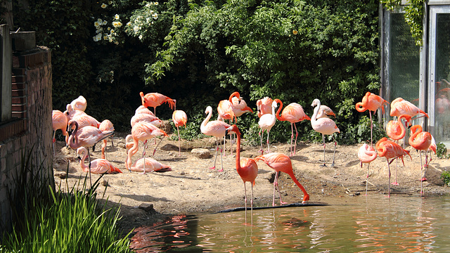 Flamingos für Iris