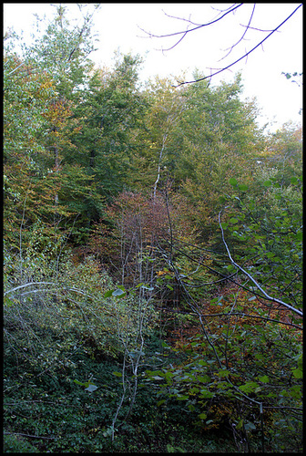 Forêt de ravin en automne
