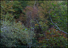 Forêt de ravin en automne