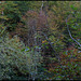 Forêt de ravin en automne