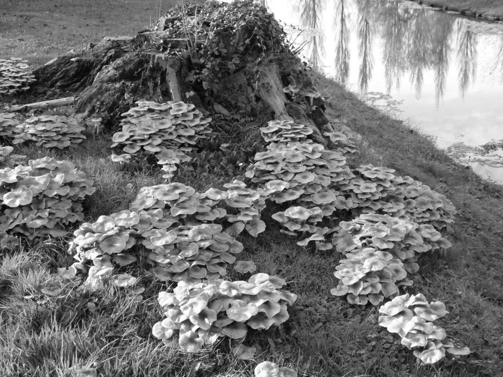 champ de champignons
