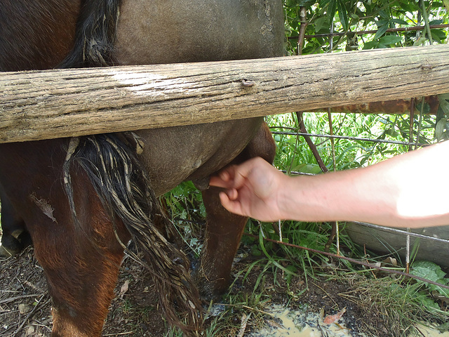 Martha has mastitis