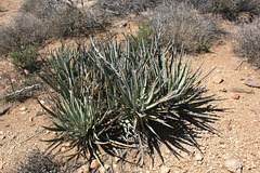 Yucca spp.