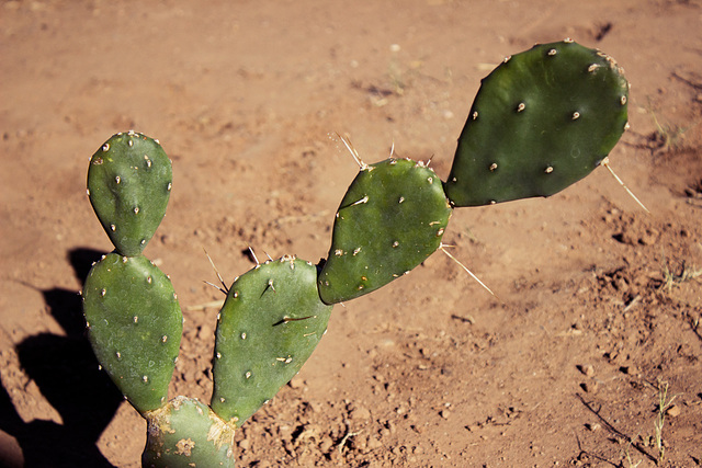 Quimilo (Opuntia paraguayensis)