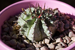 Snowflake cactus (Euphorbia polygona)