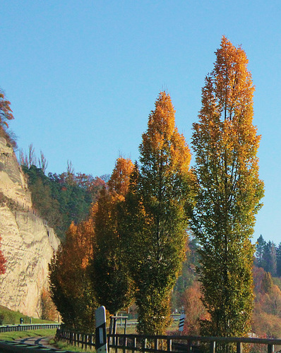 Bäume am Straßenrand